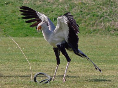 890 Secretary Bird.jpg
