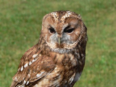 897 Tawny Owl.jpg