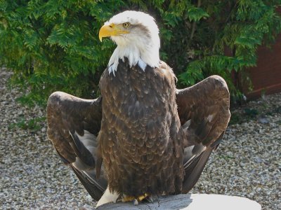 904 Bald Eagle.jpg