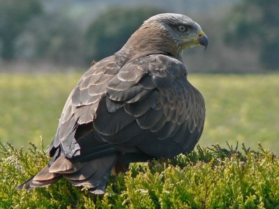 914 Black Kite.jpg