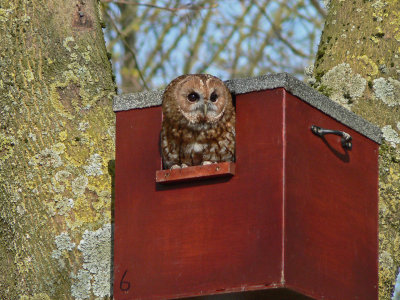 927 Owl in box.jpg