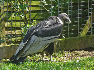 942 Condor.jpg