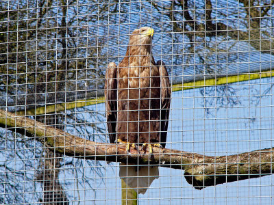 944 White-tailed eagle.jpg