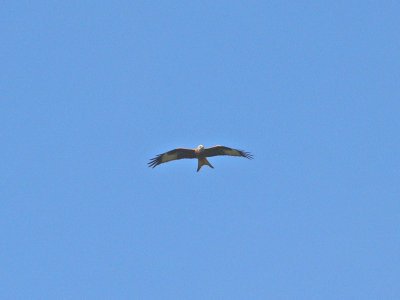 947 Red Kite.jpg