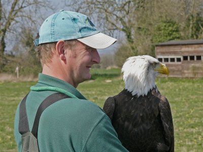 958 Bald Eagle with trainer.jpg