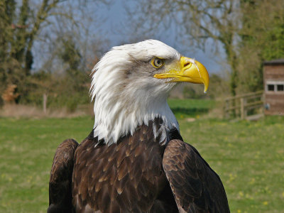 959 Bald Eagle.jpg