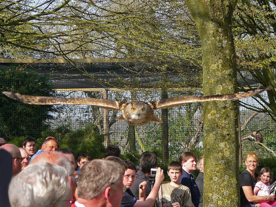 963 Owl in flight.jpg