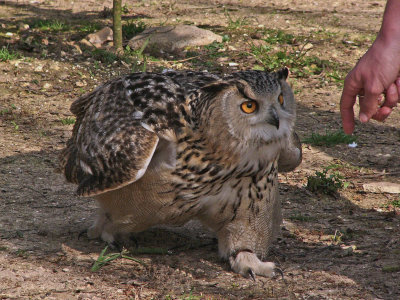 965 Walking with owl.jpg