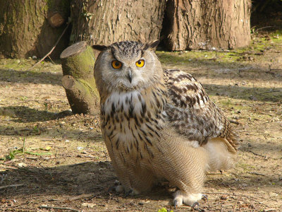 966 Owl.jpg