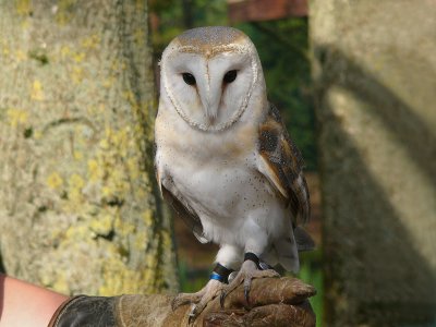 992 Barn Owl.jpg