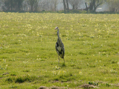 999 Heron.jpg