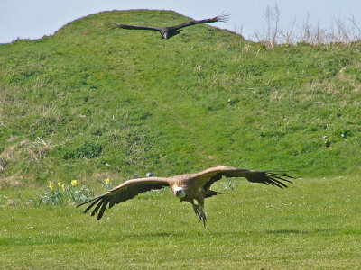 909 Condors in flight.jpg