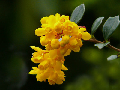 010 Yellow blossom.jpg