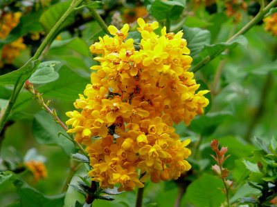 041 Yellow blossoms.jpg