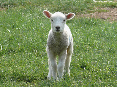 108 Lamb.jpg