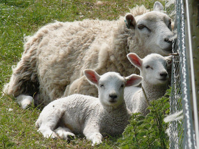 131 Lambs with mother.jpg