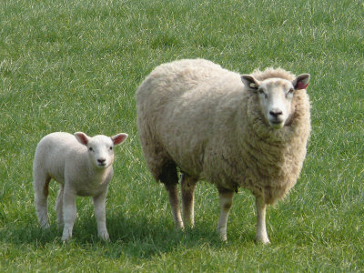 132 Lamb with mother.jpg