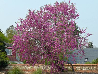 157 Purple tree blossom.jpg