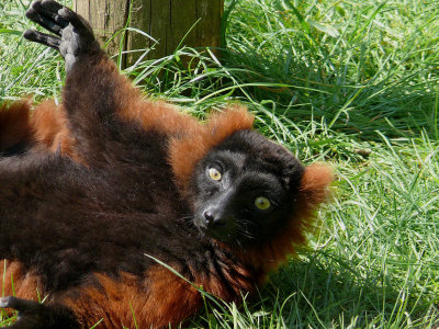 233 Lemur.jpg