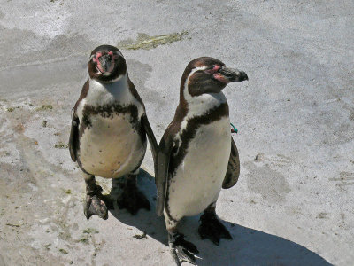 265 Penguins.jpg