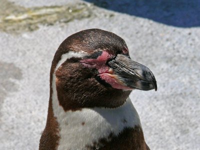 268 Penguin close-up.jpg