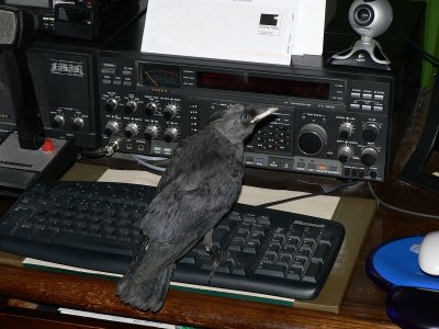 269 Jackdaw on keyboard.jpg