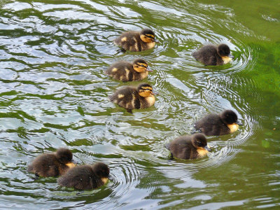 941 Baby ducks.jpg