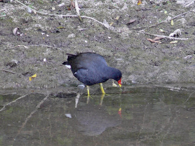 074 Moorhen.jpg