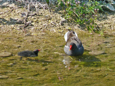 089 Moorhen and chick.jpg