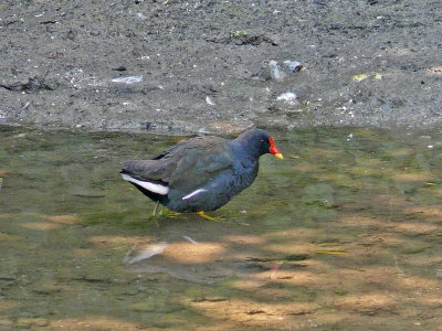 092 Moorhen.jpg