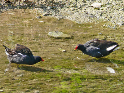 097 Moorhen confrontation.jpg