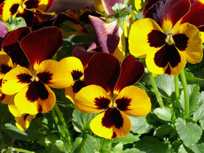 289 Pansies.jpg