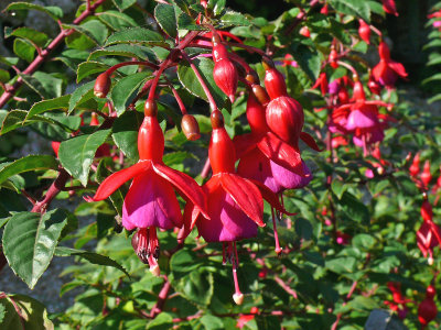 295 Fuschia.jpg