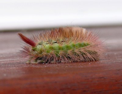 300 Caterpillar.jpg