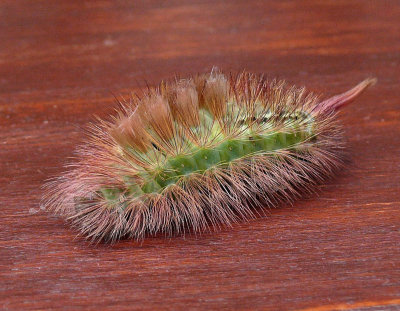 305 Caterpillar.jpg