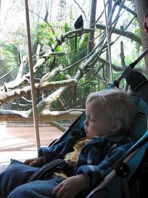 At the zoo: monkeys are BORING