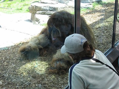Mom checks out the big orangutang