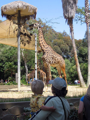Simon digs the giraffes