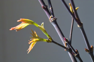 Leafing Out In January