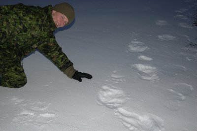 Polar bear tracks