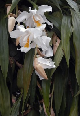 White Orchids