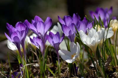 Spring Flowers