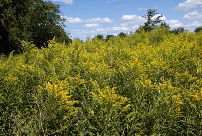 Verges d'or