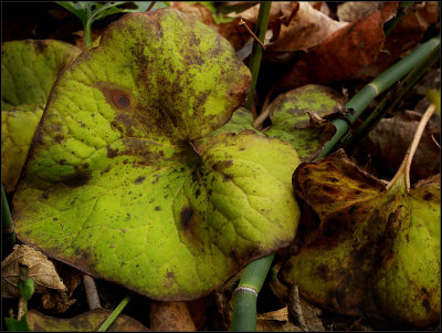 dying leaves