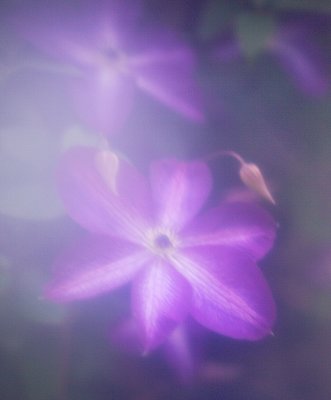 Purple Haze by Flick Merauld