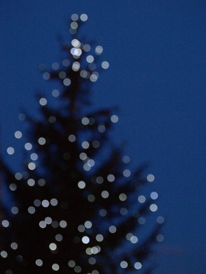 Christmas Tree by Bruce Clarke