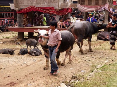 Toraja funeral 1 by Geophoto