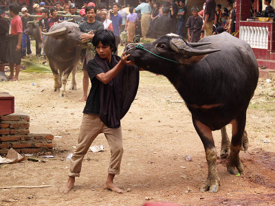 3rd Place-Toraja funeral 2 - Nervous buffalo by Geophoto