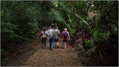 Jungle Trek