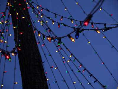 tree lights by finches50